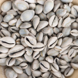 Cauris authentiques et fortifiés aux plantes ancestrales