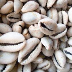 Cauris authentiques et fortifiés aux plantes ancestrales