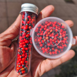 Oju-ologbo, graine rouge noire, cat seed eyes, viviman